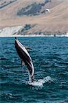 Dusky dolphin (Lagenorhynchus obscurus) leaping near Kaikoura, South Island, New Zealand, Pacific