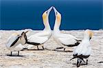 Australasian gannet (Morus serrator) courtship display at Cape Kidnappers, North Island, New Zealand, Pacific