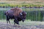 Lone bison (buffalo) (Bison bison) on the move in Yellowstone National Park, UNESCO World Heritage Site, Wyoming, United States of America, North America