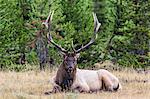 Bull elk (Cervus canadensis), along the Madison River, Yellowstone National Park, UNESCO World Heritage Site, Wyoming, United States of America, North America