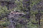 Osprey (Pandion haliaetus) fledglings on nest, Yellowstone National Park, UNESCO World Heritage Site, Wyoming, United States of America, North America