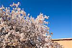 Almond blossom, Boumalne Du Dades, Morocco, North Africa, Africa