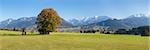 Single tree in Prealps landscape in autumn, Fussen, Ostallgau, Allgau, Allgau Alps, Bavaria, Germany, Europe