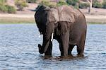 Elephant (Loxodonta africana), Chobe National Park, Botswana, Africa