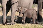 Elephant (Loxodonta africana) calf, Chobe National Park, Botswana, Africa