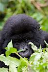 Mountain gorilla (Gorilla gorilla beringei), Kongo, Rwanda, Africa