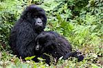 Mountain gorillas (Gorilla gorilla beringei), Kongo, Rwanda, Africa