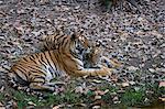 Indian tigress, (Bengal tiger) (Panthera tigris tigris) with her cub, Bandhavgarh National Park, Madhya Pradesh state, India, Asia