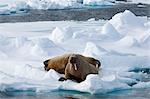 Walrus (Odobenus rosmarus), on pack ice, Spitsbergen, Svalbard, Norway, Scandinavia, Europe