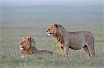 Two young male lions (Panthera leo), Ngorongoro Crater, Tanzania, East Africa, Africa