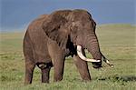 Bull African elephant (Loxodonta africana), Ngorongoro Crater, Tanzania, East Africa, Africa