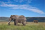 Two bull African elephant (Loxodonta africana), Ngorongoro Crater, UNESCO World Heritage Site, Tanzania, East Africa, Africa