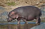 Hippopotamus (Hippopotamus amphibius) in shallow water, Serengeti National Park, Tanzania, East Africa, Africa