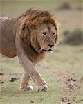 Lion (Panthera leo), Serengeti National Park, Tanzania, East Africa, Africa