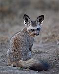 Bat-eared fox (Otocyon megalotis), Serengeti National Park, Tanzania, East Africa, Africa