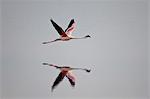 Lesser flamingo (Phoeniconaias minor) in flight, Serengeti National Park, Tanzania, East Africa, Africa