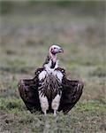 Lappet-faced vulture (Torgos tracheliotus), Serengeti National Park, Tanzania, East Africa, Africa