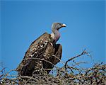 Ruppell's griffon vulture (Gyps rueppellii), Serengeti National Park, Tanzania, East Africa, Africa