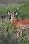 Impala (Aepyceros melampus) buck, Serengeti National Park, Tanzania, East Africa, Africa