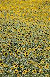 Sunflowers, Provence, France, Europe