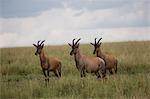 Topi  (Damaliscus korrigum), Masai Mara National Reserve, Kenya, East Africa, Africa