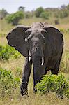 African elephant (Loxodonta africana), Masai Mara National Reserve, Kenya, East Africa, Africa