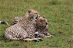 Cheetah (Acinonyx jubatus), Masai Mara National Reserve, Kenya, East Africa, Africa