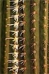 Detail of cactus in the garden of the Villa Majorelle, Marrakech, Morocco, North Africa, Africa