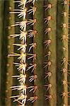 Detail of cactus in the garden of the Villa Majorelle, Marrakech, Morocco, North Africa, Africa