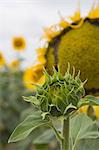 Sunflower about to flower, Tuscany, Italy