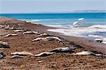 Elephant seals on Punta Ninfas, Chubut, Argentina, South America