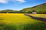 Field barns and buttercup meadows at Muker, Swaledale, Yorkshire Dales, Yorkshire, England, United Kingdom, Europe