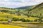 Summer buttercups in Upper Swaledale near Thwaite, Yorkshire Dales, Yorkshire, England, United Kingdom, Europe