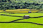 Barns and dry stone walls in meadows at Gunnerside, Swaledale, Yorkshire Dales, Yorkshire, England, United Kingdom, Europe