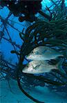 White grunt on shipwreck.