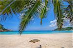 Palm Fronds and Anse Intendance with Turqouise Water, Mahe, Seychelles