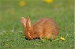 Portrait of Baby Rabbit Cleaning it's Face in Spring Meadow, Bavaria, Germany