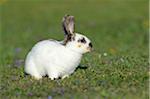 Portrait of Baby Rabbit Sticking out it's Tongue in Spring Meadow, Bavaria, Germany