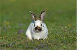 BPortrait of Baby Rabbit in Spring Meadow, Bavaria, Germany