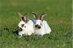 Portrait of Baby Rabbits in Spring Meadow, Bavaria, Germany