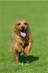 Australian Terrier Running in Meadow, Bavaria, Germany