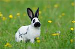 Portrait of Baby Rabbit in Spring Meadow with Flowers, Bavaria, Germany