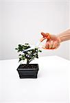 Man's hand cutting leaves of potted plant on table against gray background