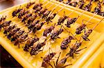 Deep fried grasshoppers for sale in the Night Market, Wangfujing Street, Beijing, China