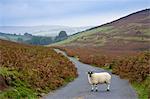 Blackfaced sheep in a country lane, Dartmoor, Devon,  United Kingdom