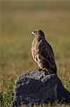 Tawny eagle (Aquila rapax), Ngorongoro Crater, Tanzania, East Africa, Africa