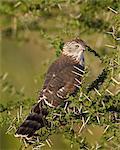 Immature Gabar goshawk (Micronisus gabar), Serengeti National Park, Tanzania, East Africa, Africa