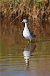 Wood sandpiper (Tringa glareola), Serengeti National Park, Tanzania, East Africa, Africa