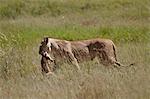 Lioness (Panthera leo) carrying a baby Coke's hartebeest, Serengeti National Park, Tanzania, East Africa, Africa