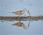 Immature wood sandpiper (Tringa glareola), Serengeti National Park, Tanzania, East Africa, Africa